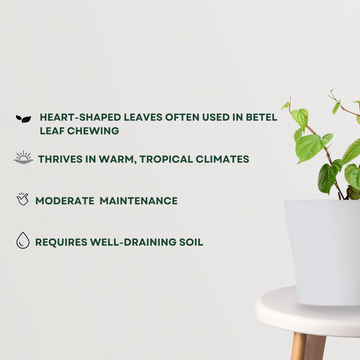 Betel leaf plant for home use